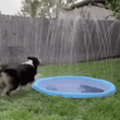 Poolpup™ – The Splash Pad Dogs Go Crazy For